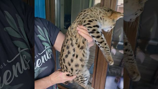 Кот САВАННА Ф1 Savannah F1 смотреть онлайн