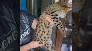 Кот САВАННА Ф1 Savannah F1