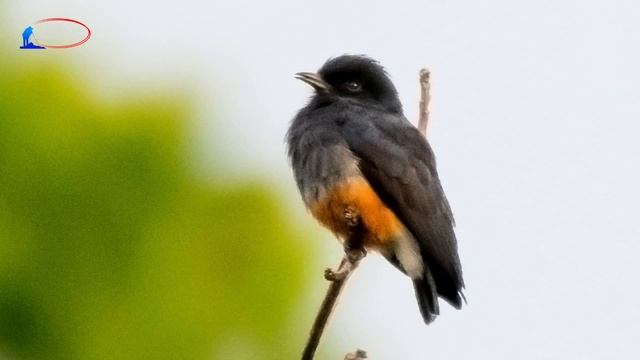 Brazil Pantanal & Amazon Wildlife Safari смотреть онлайн