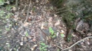 Собираю грибы на помойке! Белый Г.