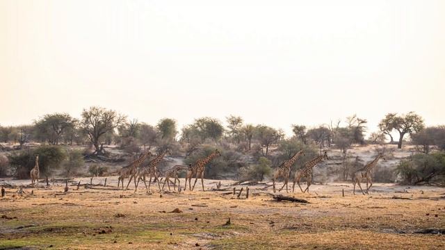 Start of Zebra Migration in Botswana, Makgadikgadi. 4x4 Self Drive Safari (Episode 2) смотреть онлайн