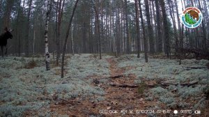 18.10.2024. Лось. Заповедник "Большая Кокшага". Бежит по лесу и кричит. Хорошо слышен звук.