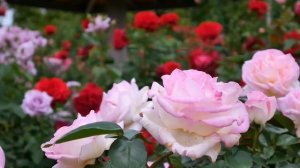 Очаровательный  Розовый Сад в пригороде Японии