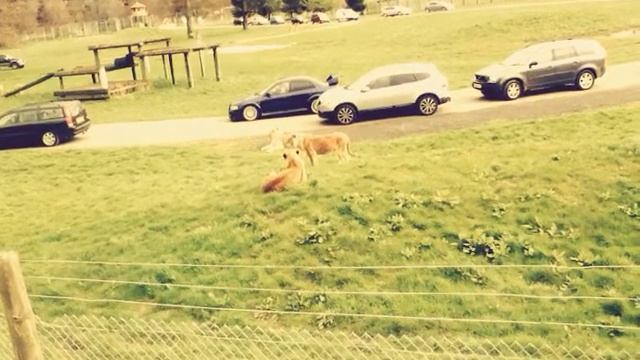 Young Lions Play Fighting at Safari Park смотреть онлайн