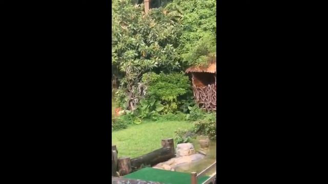 Shenzhen Zoo смотреть онлайн