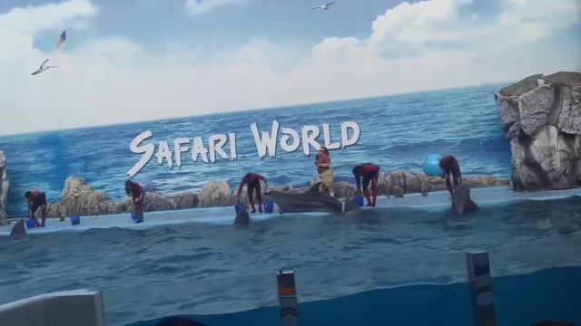 Full Dolphin Show Safari World Bangkok Thailand vlog | Ronak Patel #dolphins #dolphinshow смотреть онлайн
