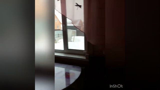 Предлагаю купить обжитой дом в Новоиглино 89871074001 смотреть онлайн