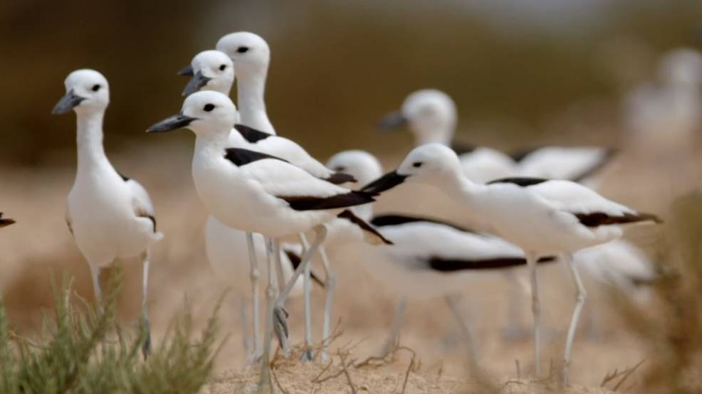 Рачья ржанка-уникальная птица. смотреть онлайн