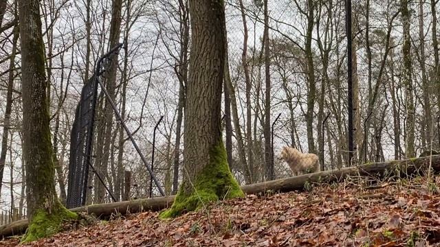 Exploring the wildlife park of the caves of Han in the Belgian Ardennes ⎮ hiking tour with kids смотреть онлайн