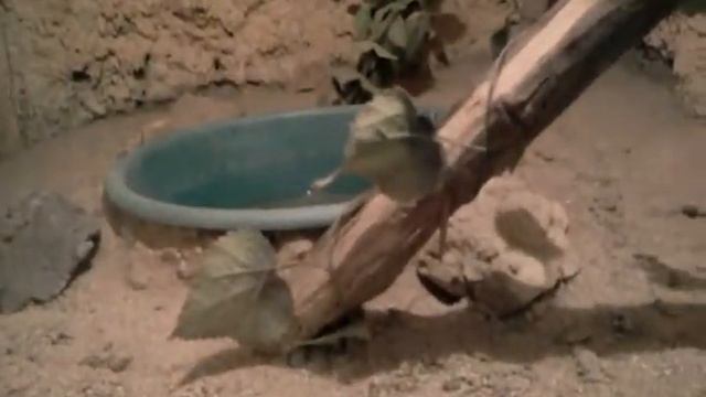 Hurgada Safari 9-3-2012 part-2 смотреть онлайн