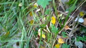 уаз 3151 сток Safari Forward 500 31x10.5 x15