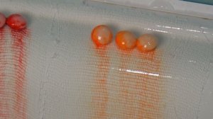 ЭКСПЕРИМЕНТ DIY - РАДУГА ИЗ СКИТЛС в ВАННОЙ и АКВАРИУМЕ !