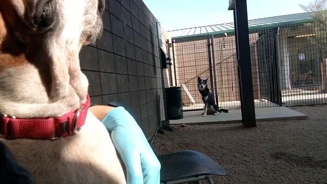 Opera 8y A782339 Kodiak 2y A791934 kennel 210 Harrys Haven PACC shelter angelic Opera has cancer 94 смотреть онлайн