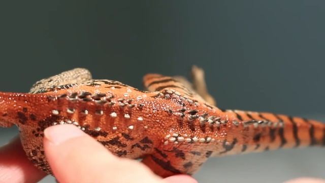 PAPO NEUHEIT 2017 !!! Cryolophosaurus - Review #144 (german) смотреть онлайн