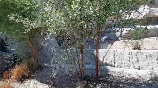 Dubai Safari Park Adventure