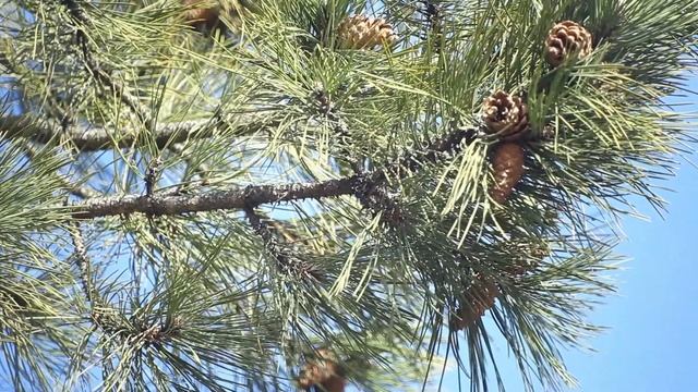 Синичка / Parus major / Titmouse / Лазоревка.