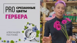 Мини гербера - милота ромашки. Что нужно знать про герберу, чтобы она стояла в вазе долго.