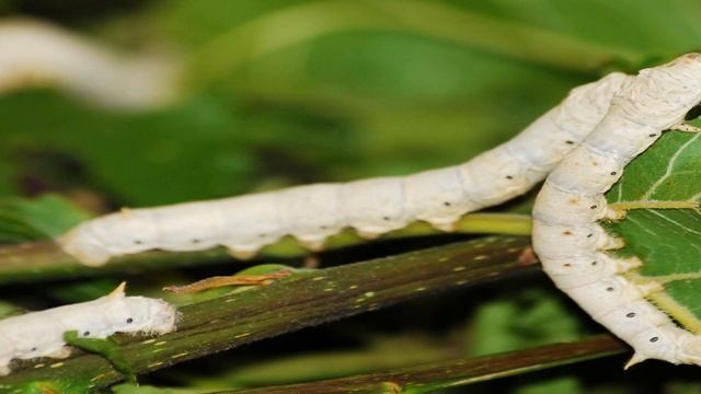 Тутовый шелкопряд смотреть онлайн