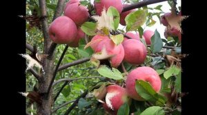 Шафрановая любовь