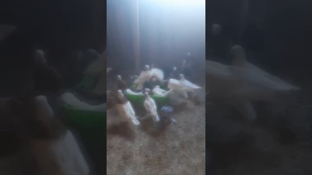 БАННЫЙ ДЕНЬ ГОЛУБЕЙ🕊🕊🕊 смотреть онлайн