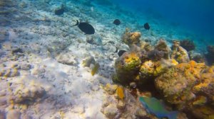 Maldives Gangehi Island Resort - August 2017