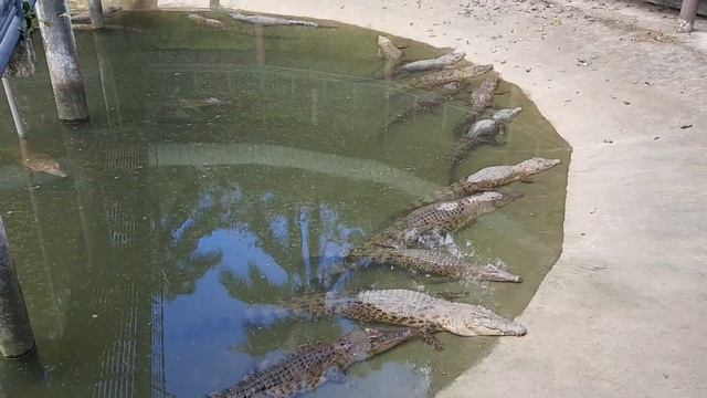 Cebu Safari Adventure & Park
