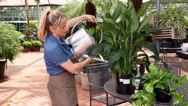 How to Water Indoor Plants | The Greenery Garden & Home смотреть онлайн