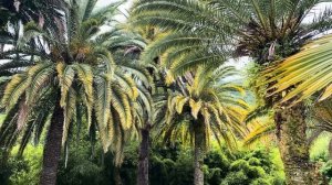 АБХАЗИЯ | ГАГРА | август 2024 | Часть 2