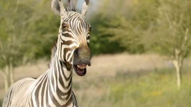 San Diego Zoo Safari Park - Cheetah Run смотреть онлайн