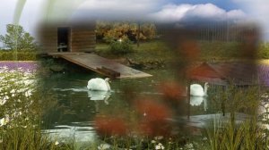 Галина Хомчик  Лебеда Слова И. Левинзон