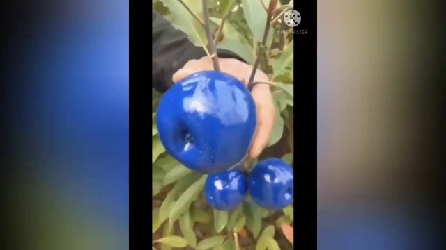 roses are red , are apples blue??|| wonders of botany or fake..tell me what you think?? смотреть онлайн