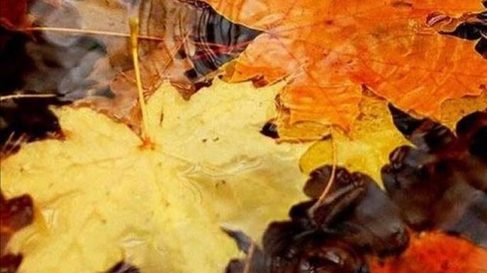 Добрый день добра и хорошего настроения #доброгодняихорошего #пожеланиядоброгодня