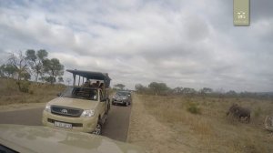 Kruger Park Safari Sightings - January 2016