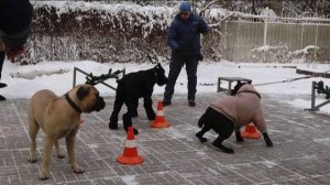 Догтренинг 685. Зубастые гиганты: русский черный  терьер, кане-корсо, бульмастиф, ВЕО