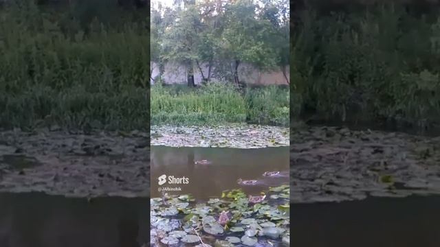 Внучка кормит уток.mp4