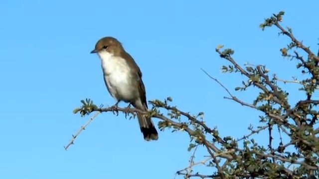 GocheGanas - A Peter Werder Film смотреть онлайн