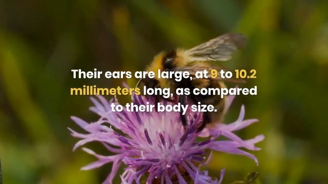 The Bumblebee Bat is the World's Smallest Mammal смотреть онлайн