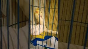 Попугай Корелла уход, содержание, плюсы, минусы 😊