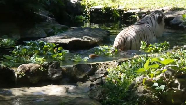 White Tiger Taking A Dip | Cebu Safari & Adventure Park