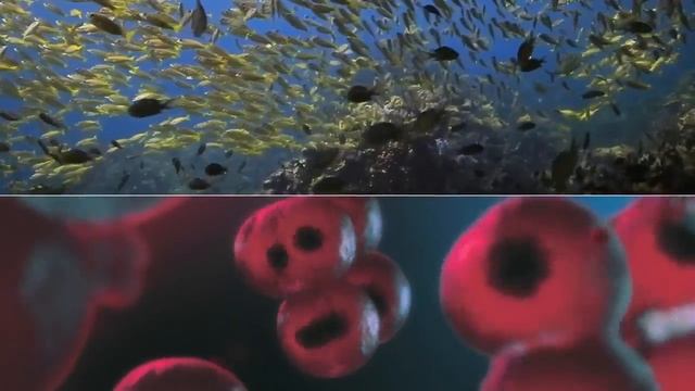 Новая концепция БАД Артлайф смотреть онлайн