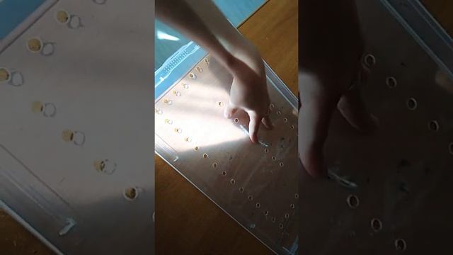 Как ухаживать за улитками?
