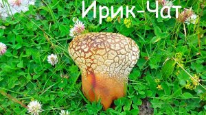 Приэльбрусье, ущелье Ирик-Чат