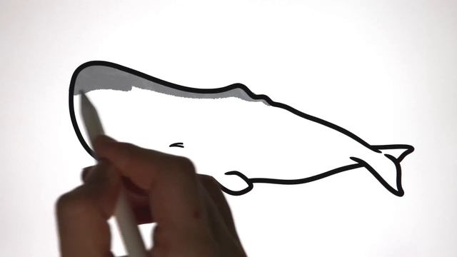 Shark or Whale? | Let's Draw & Color Sea Animals and Learn Fun Animal Facts about Sharks and Whale смотреть онлайн