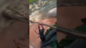жук-олень живёт в домашних условиях матов нет 💋😍♥️👍🌺🥰💯