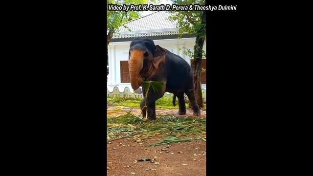Explore the world of elephants |Prof. Sarath Perera | Theeshya Dulmini #nature #safari #elephants смотреть онлайн