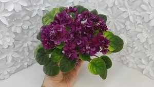 Фиалка трейлер СВ-Город Солнечногорск