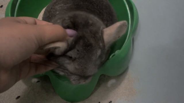 Шиншилла Шуша и почесухи смотреть онлайн