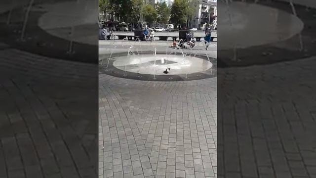 голубь Мира спасается от жары 35 С смотреть онлайн