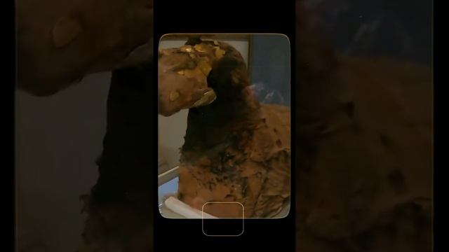 КАИР за 1 день
