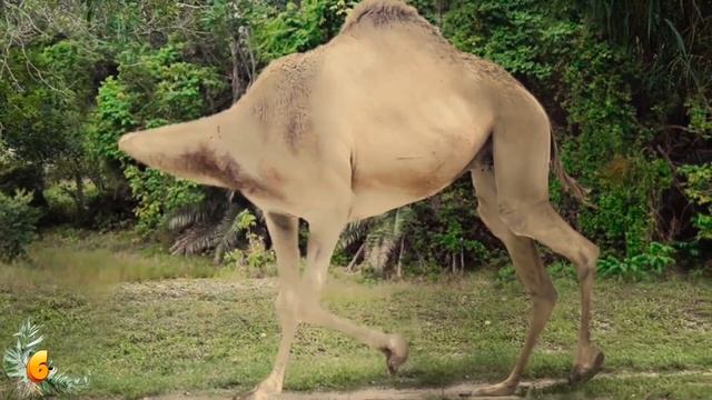 Most Venomous & Dangerous Animals On The Planet смотреть онлайн